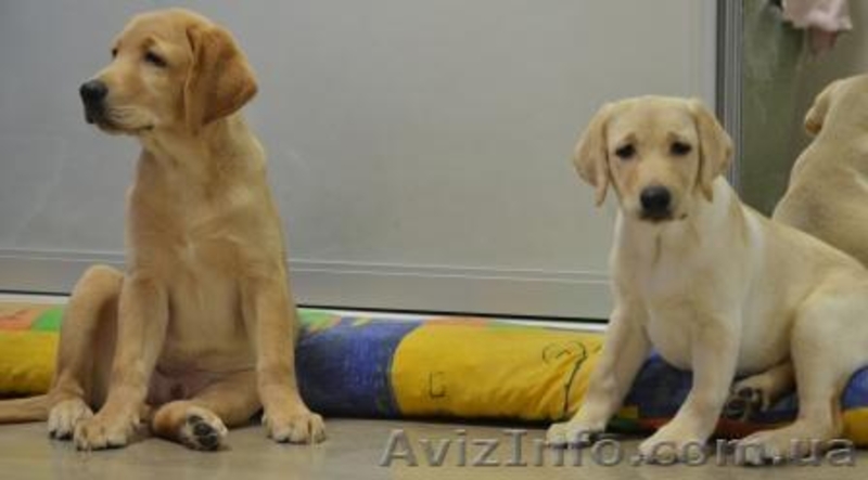 Породистые малыши лабродорчики ждут Вас - <ro>Изображение</ro><ru>Изображение</ru> #5, <ru>Объявление</ru> #1114945