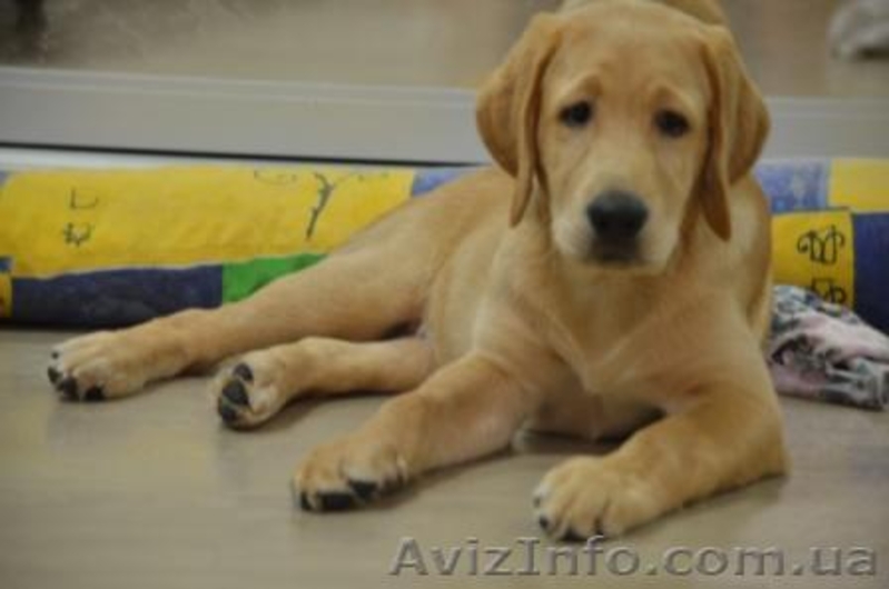 Породистые малыши лабродорчики ждут Вас - <ro>Изображение</ro><ru>Изображение</ru> #7, <ru>Объявление</ru> #1114945
