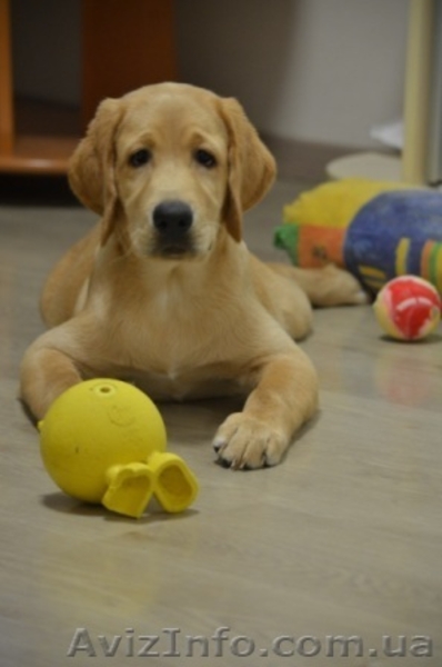 Замечательный малыш лабрадор-ретривер - <ro>Изображение</ro><ru>Изображение</ru> #2, <ru>Объявление</ru> #1115700