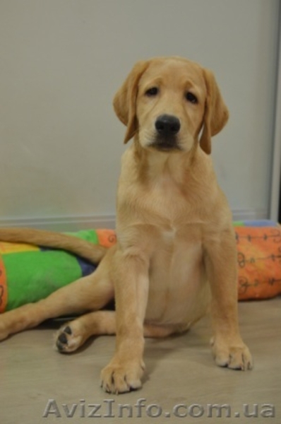 Замечательный малыш лабрадор-ретривер - <ro>Изображение</ro><ru>Изображение</ru> #1, <ru>Объявление</ru> #1115700
