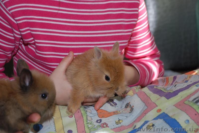 Карликовые декоративные кролики - мини , и мини баранчики полностью ручные - <ro>Изображение</ro><ru>Изображение</ru> #4, <ru>Объявление</ru> #1117340