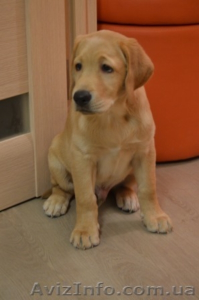 Породистые малыши лабродорчики ждут Вас - <ro>Изображение</ro><ru>Изображение</ru> #1, <ru>Объявление</ru> #1114945