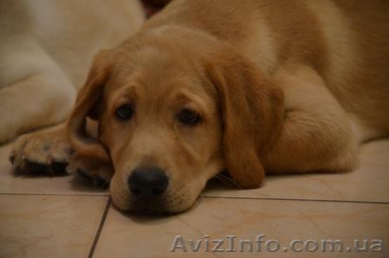 Породистые малыши лабродорчики ждут Вас - <ro>Изображение</ro><ru>Изображение</ru> #2, <ru>Объявление</ru> #1114945