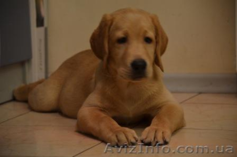 Породистые малыши лабродорчики ждут Вас - <ro>Изображение</ro><ru>Изображение</ru> #3, <ru>Объявление</ru> #1114945