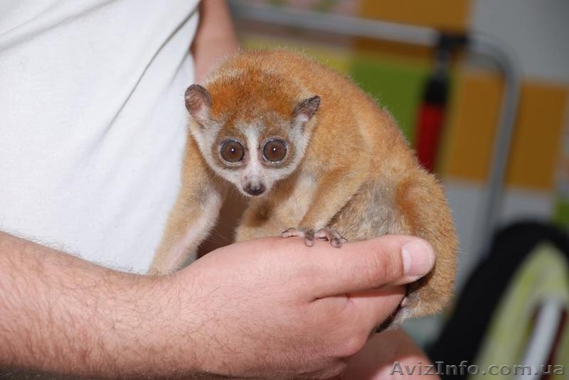 Домашние Лемуры лори и куканги ручные малыши - <ro>Изображение</ro><ru>Изображение</ru> #3, <ru>Объявление</ru> #1117336