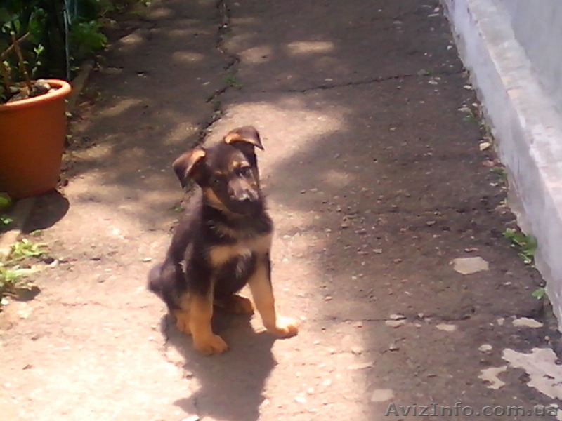 Продам щенков немецкой овчарки 3 месяца с документами КСУ - <ro>Изображение</ro><ru>Изображение</ru> #1, <ru>Объявление</ru> #1124148