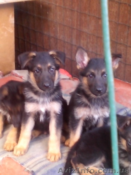 Продам щенков немецкой овчарки 3 месяца с документами КСУ - <ro>Изображение</ro><ru>Изображение</ru> #3, <ru>Объявление</ru> #1124148