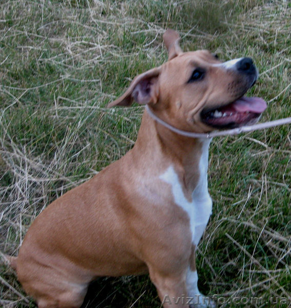 Уникальная девочка Шоу Класса Стафф с Киева  - <ro>Изображение</ro><ru>Изображение</ru> #3, <ru>Объявление</ru> #1122265