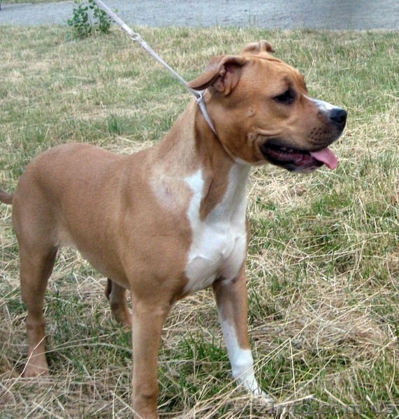 Уникальная девочка Шоу Класса Стафф с Киева  - <ro>Изображение</ro><ru>Изображение</ru> #4, <ru>Объявление</ru> #1122265