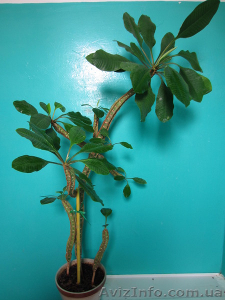 Продам Эуфорбию - Молочай беложильчатый. Взрослое растение высотой 1 метр - <ro>Изображение</ro><ru>Изображение</ru> #3, <ru>Объявление</ru> #1117620