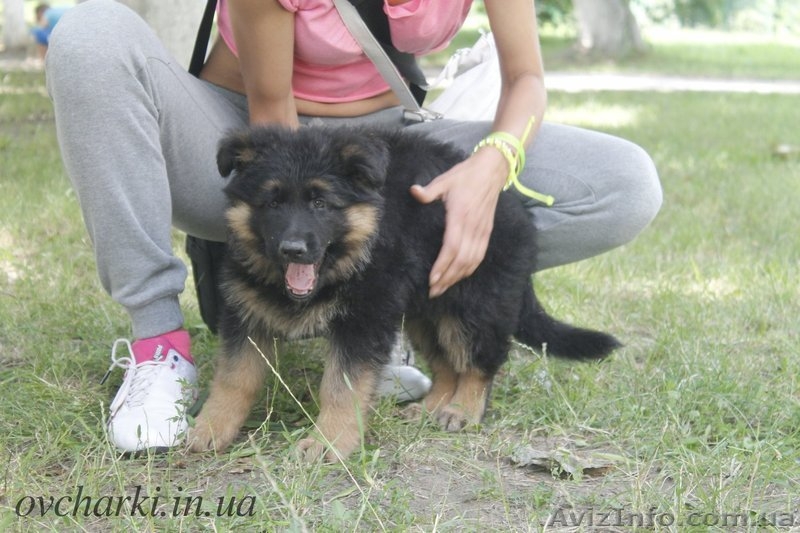 Щенки от Чемпионов - <ro>Изображение</ro><ru>Изображение</ru> #2, <ru>Объявление</ru> #1102013