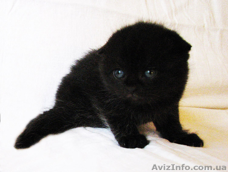 Очаровательная брюнетка - <ro>Изображение</ro><ru>Изображение</ru> #2, <ru>Объявление</ru> #1118446