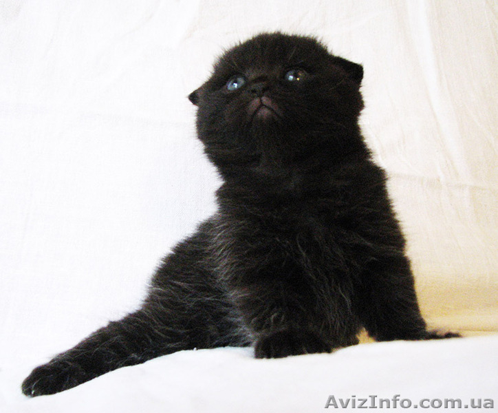 Очаровательная брюнетка - <ro>Изображение</ro><ru>Изображение</ru> #3, <ru>Объявление</ru> #1118446