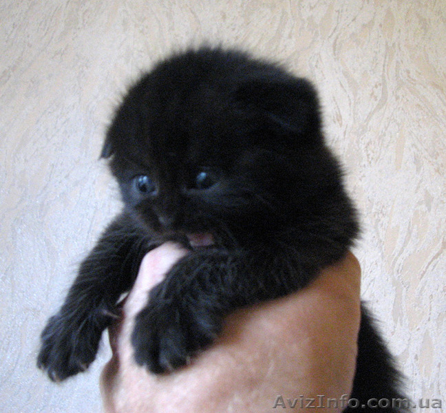 Очаровательная брюнетка - <ro>Изображение</ro><ru>Изображение</ru> #1, <ru>Объявление</ru> #1118446