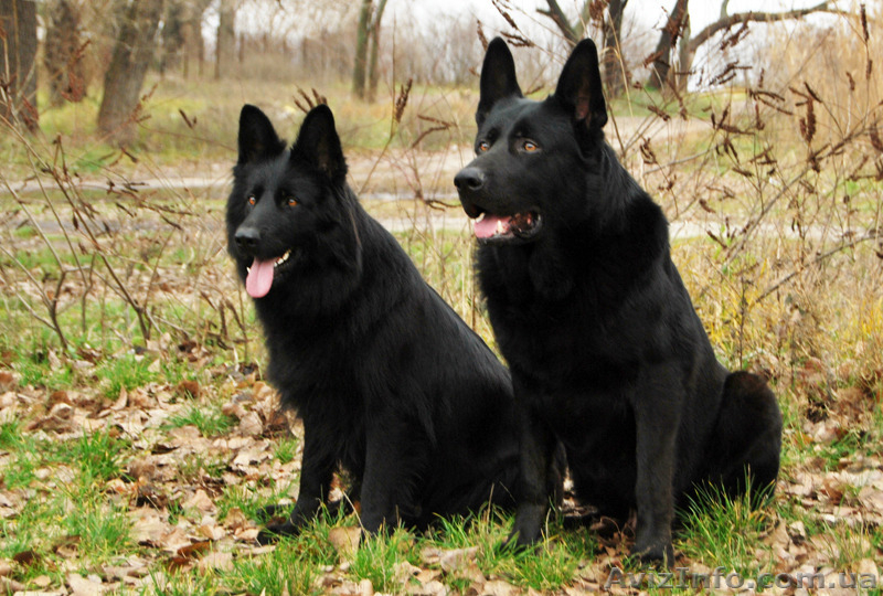 продаются щенки ЧЕРНАЯ немецкая овчарка - <ro>Изображение</ro><ru>Изображение</ru> #6, <ru>Объявление</ru> #1139300