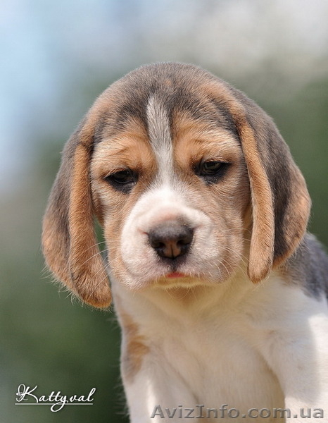 Элит щенки бигля от легендарного Жадора-Интерчемпиона на сайте.  - <ro>Изображение</ro><ru>Изображение</ru> #2, <ru>Объявление</ru> #1140198