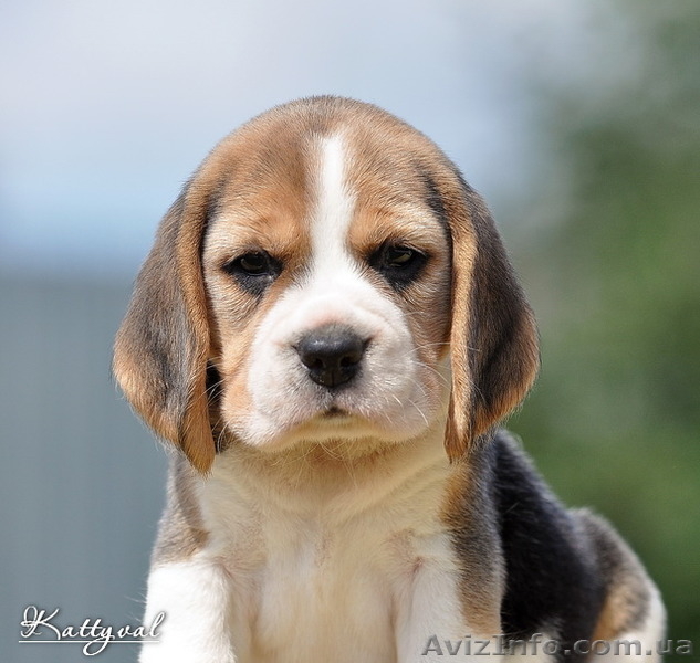 Щенки биглюшки, лучистые глазки, бархатные ушки на сайте. - <ro>Изображение</ro><ru>Изображение</ru> #4, <ru>Объявление</ru> #558465