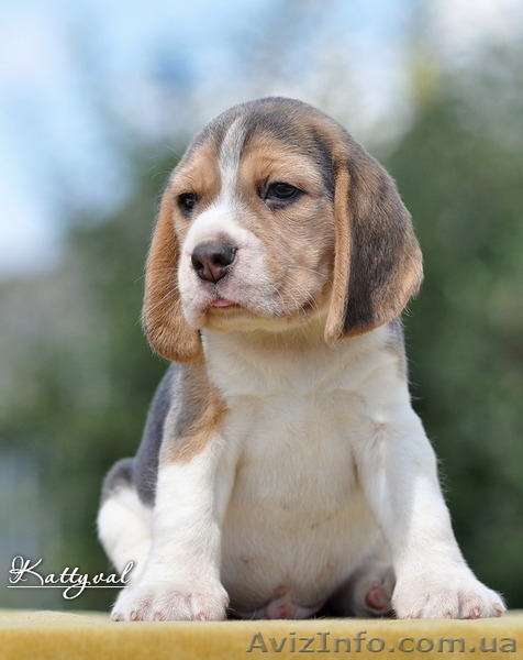 Щенки биглюшки, лучистые глазки, бархатные ушки на сайте. - <ro>Изображение</ro><ru>Изображение</ru> #3, <ru>Объявление</ru> #558465