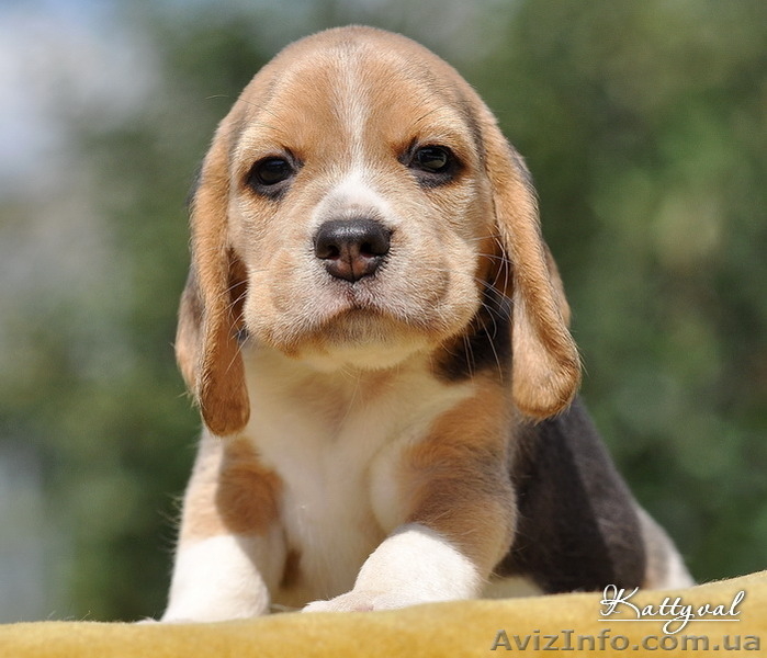 Щенки биглюшки, лучистые глазки, бархатные ушки на сайте. - <ro>Изображение</ro><ru>Изображение</ru> #5, <ru>Объявление</ru> #558465