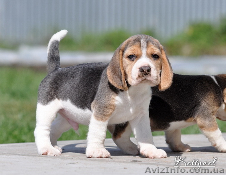 Элит щенки бигля от легендарного Жадора-Интерчемпиона на сайте.  - <ro>Изображение</ro><ru>Изображение</ru> #9, <ru>Объявление</ru> #1140198