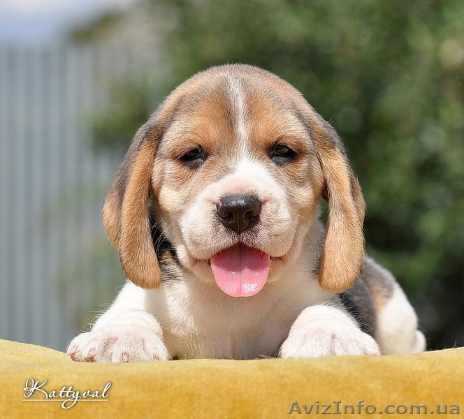 Щенки биглюшки, лучистые глазки, бархатные ушки на сайте. - <ro>Изображение</ro><ru>Изображение</ru> #7, <ru>Объявление</ru> #558465