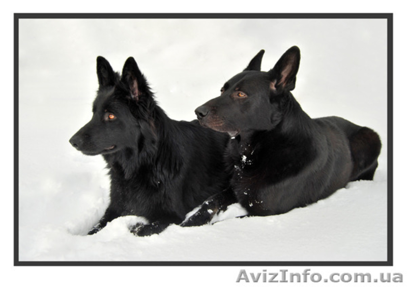продаются щенки ЧЕРНАЯ немецкая овчарка - <ro>Изображение</ro><ru>Изображение</ru> #8, <ru>Объявление</ru> #1139300