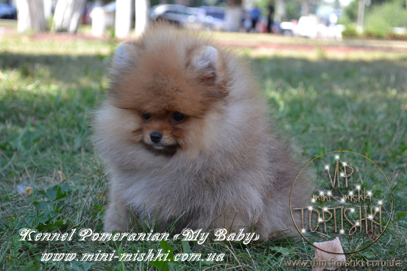 Элитные щенки карликового померанского шпица SHOW-Classa! мишки BOO!!! - <ro>Изображение</ro><ru>Изображение</ru> #4, <ru>Объявление</ru> #1130570