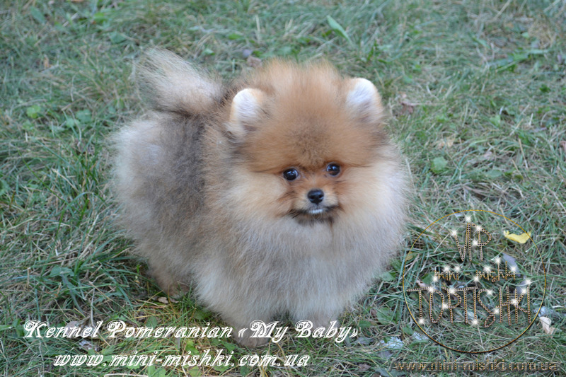 Элитные щенки карликового померанского шпица SHOW-Classa! мишки BOO!!! - <ro>Изображение</ro><ru>Изображение</ru> #1, <ru>Объявление</ru> #1130570