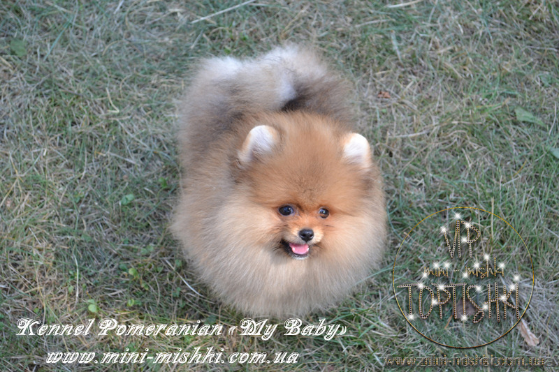 Элитные щенки карликового померанского шпица SHOW-Classa! мишки BOO!!! - <ro>Изображение</ro><ru>Изображение</ru> #2, <ru>Объявление</ru> #1130570
