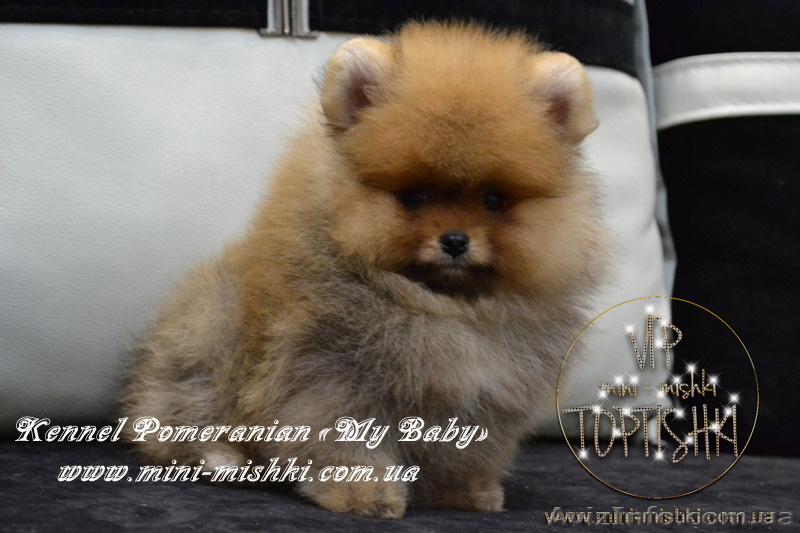 Щенки Карликового померанского шпица VIP-Mini-Mishki Toptishki!!! - <ro>Изображение</ro><ru>Изображение</ru> #2, <ru>Объявление</ru> #1131276