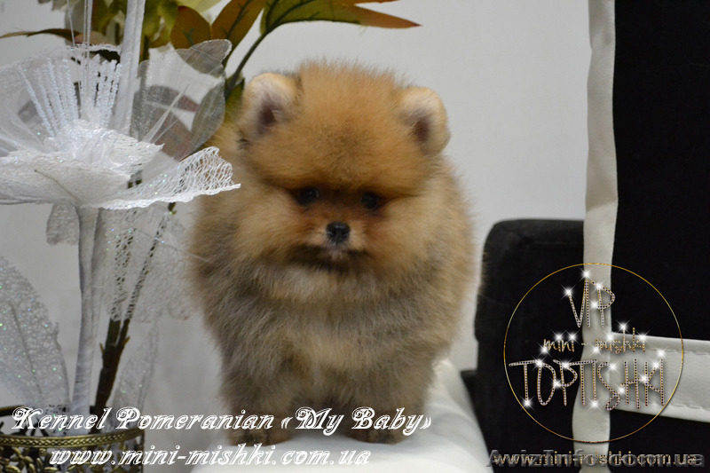 Элитные щенки карликового померанского шпица SHOW-Classa! мишки BOO!!! - <ro>Изображение</ro><ru>Изображение</ru> #8, <ru>Объявление</ru> #1130570
