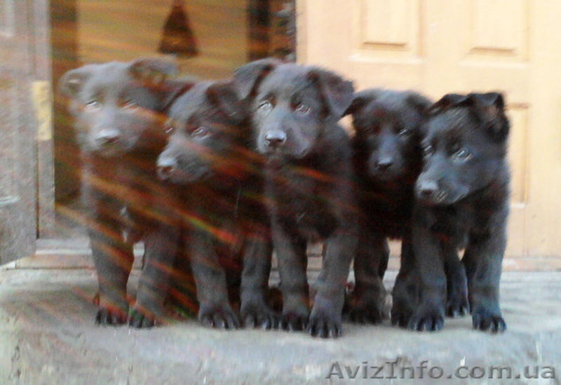 продаются щенки ЧЕРНАЯ немецкая овчарка - <ro>Изображение</ro><ru>Изображение</ru> #3, <ru>Объявление</ru> #1139300