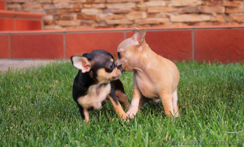 чихуахуа щенки ищут любящих и заботливых хозяев! - <ro>Изображение</ro><ru>Изображение</ru> #2, <ru>Объявление</ru> #1126997