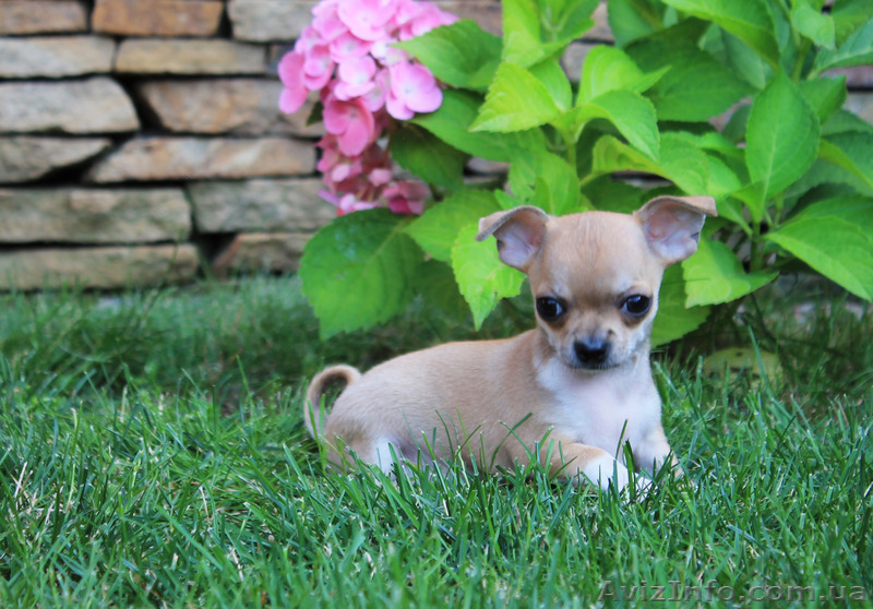 чихуахуа щенки ищут любящих и заботливых хозяев! - <ro>Изображение</ro><ru>Изображение</ru> #8, <ru>Объявление</ru> #1126997
