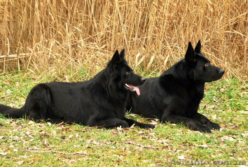 продаются щенки ЧЕРНАЯ немецкая овчарка - <ro>Изображение</ro><ru>Изображение</ru> #7, <ru>Объявление</ru> #1139300