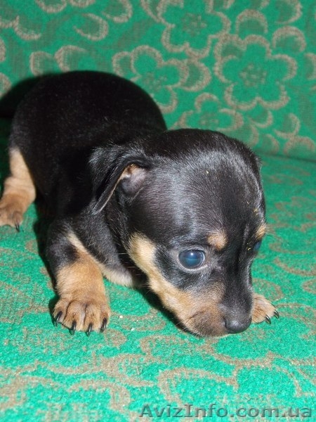 щенки любиммицы - <ro>Изображение</ro><ru>Изображение</ru> #3, <ru>Объявление</ru> #1136151