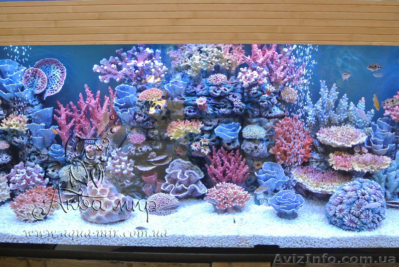 Обслуживание аквариумов и террариумов в Киеве - <ro>Изображение</ro><ru>Изображение</ru> #7, <ru>Объявление</ru> #1144825