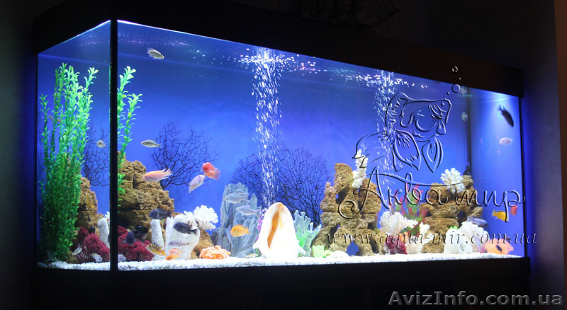 Оформление и запуск аквариумов и терррариумов в Киеве - <ro>Изображение</ro><ru>Изображение</ru> #3, <ru>Объявление</ru> #1144849