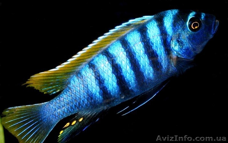 Широкий ассортимент аквариумной рыбы - <ro>Изображение</ro><ru>Изображение</ru> #6, <ru>Объявление</ru> #1145418