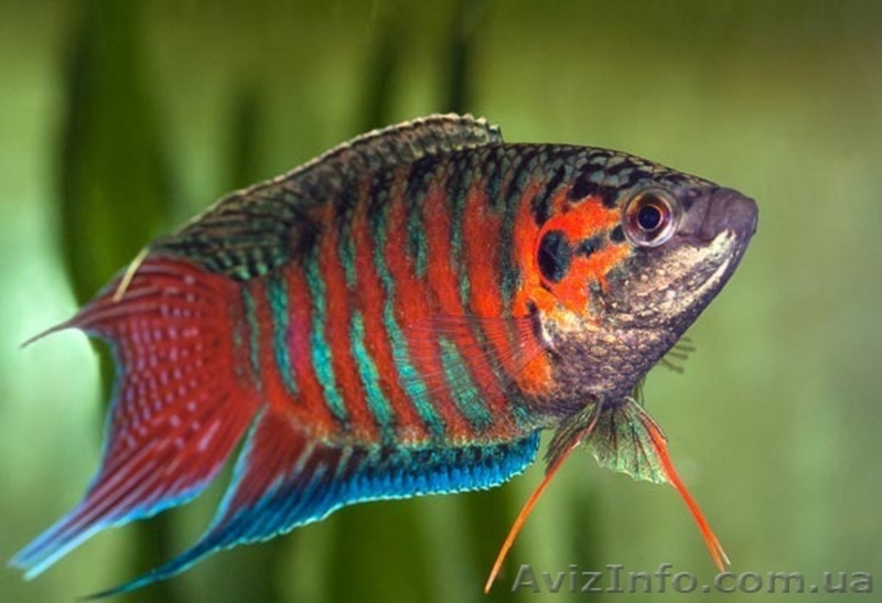 Широкий ассортимент аквариумной рыбы - <ro>Изображение</ro><ru>Изображение</ru> #5, <ru>Объявление</ru> #1145418