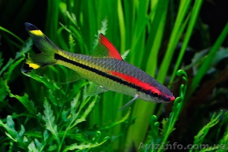 Широкий ассортимент аквариумной рыбы - <ro>Изображение</ro><ru>Изображение</ru> #4, <ru>Объявление</ru> #1145418