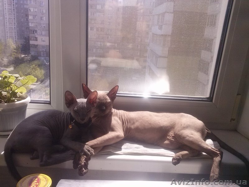Продам котят породы Донской сфинкс! - <ro>Изображение</ro><ru>Изображение</ru> #2, <ru>Объявление</ru> #1148731