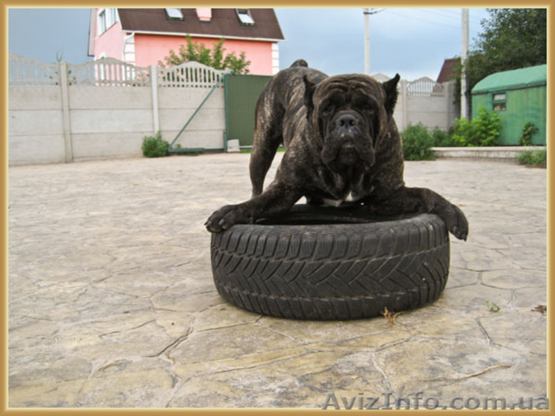 Щенки Кане Корсо - Ожидается суперпомет - <ro>Изображение</ro><ru>Изображение</ru> #3, <ru>Объявление</ru> #1148238