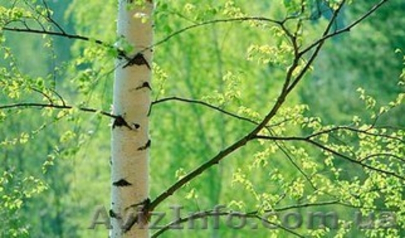 Деготь березовый опт и розница - <ro>Изображение</ro><ru>Изображение</ru> #1, <ru>Объявление</ru> #1144972