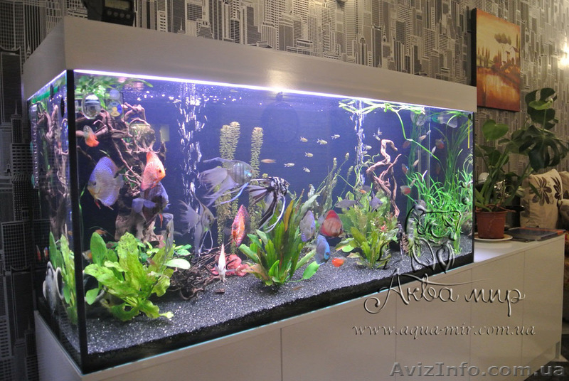 Изготовление аквариумов и террариумов из стекла по Вашим размерам - <ro>Изображение</ro><ru>Изображение</ru> #2, <ru>Объявление</ru> #1144826