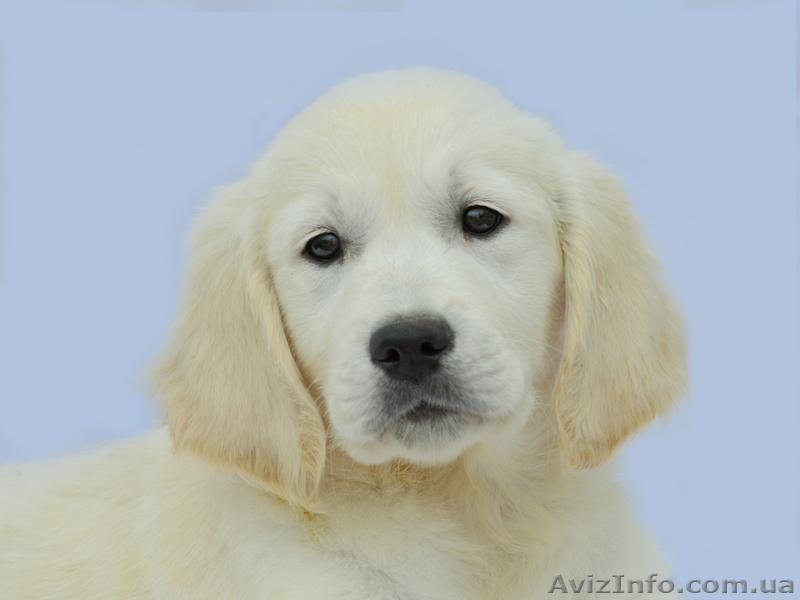 ЗОЛОТИСТЫЙ РЕТРИВЕР, ЛАБРАДОР РЕТРИВЕР щенки. ИДЕАЛЕН ДЛЯ ВСЕХ!  - <ro>Изображение</ro><ru>Изображение</ru> #1, <ru>Объявление</ru> #255213