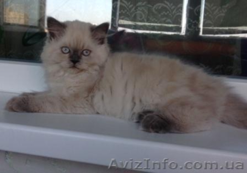 кошечка от чемпиона с голубыми глазами - <ro>Изображение</ro><ru>Изображение</ru> #2, <ru>Объявление</ru> #1151202