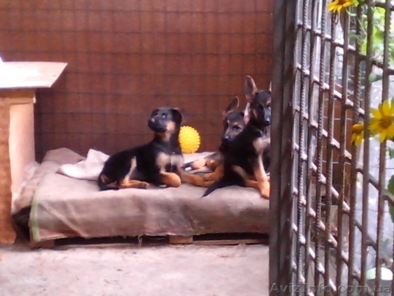 Продам щенков немецкой овчарки 3 месяца с документами КСУ - <ro>Изображение</ro><ru>Изображение</ru> #6, <ru>Объявление</ru> #1124148