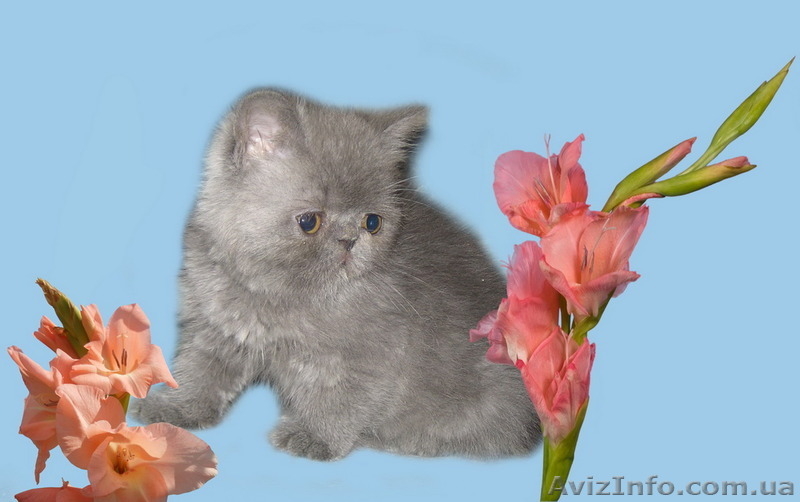 Экзотические котята-экзоты - <ro>Изображение</ro><ru>Изображение</ru> #5, <ru>Объявление</ru> #924583