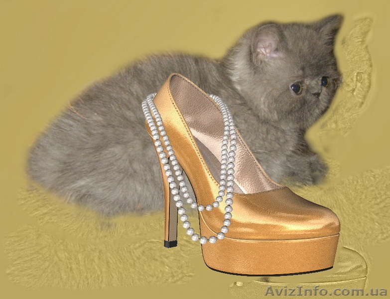 Экзотические котята-экзоты - <ro>Изображение</ro><ru>Изображение</ru> #7, <ru>Объявление</ru> #924583